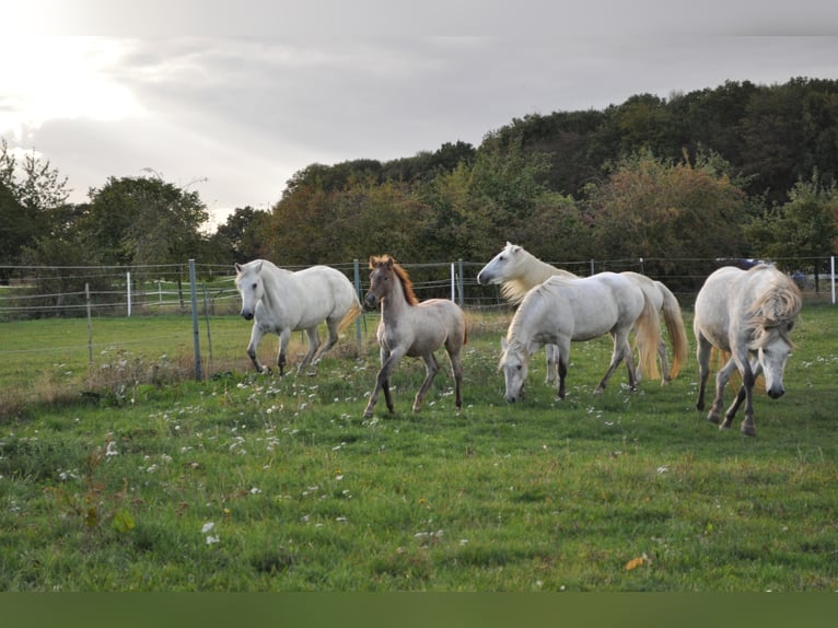 Camargue Mare 7 years 14,1 hh Gray in Wesel
