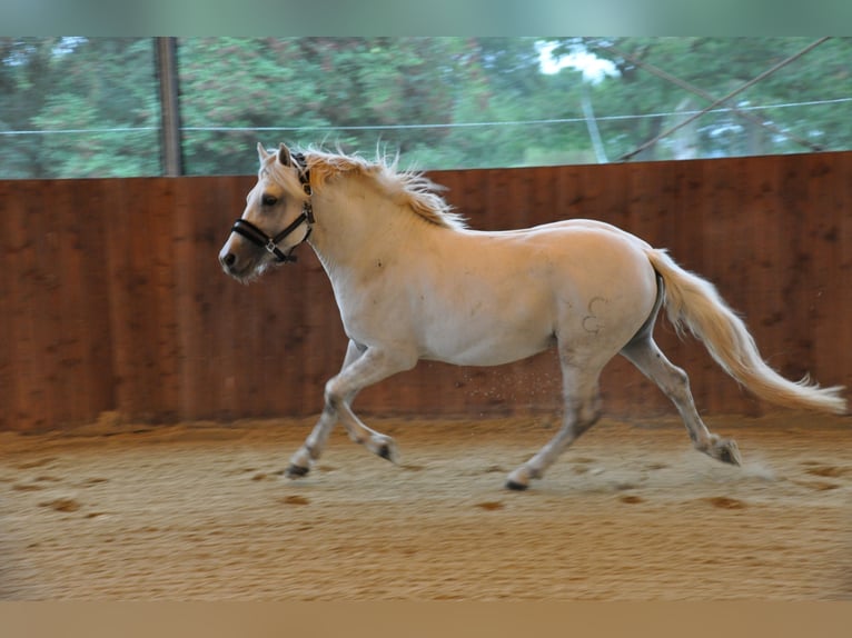 Camargue Mare 7 years 14,1 hh Gray in Wesel