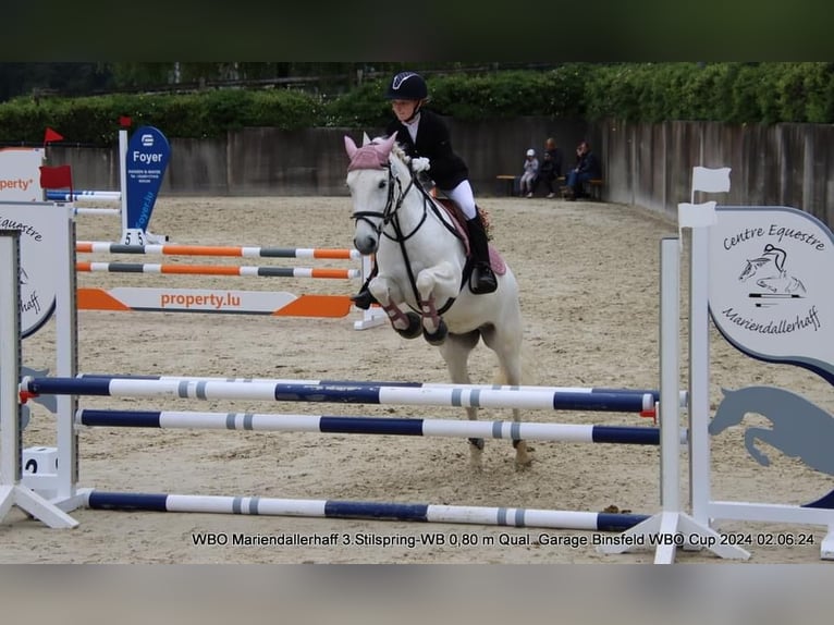 Camargue Mare 7 years 14 hh White in Strassen