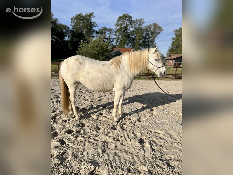 Camargue Mare 8 years 14.2 hh Grey in Ochtrup