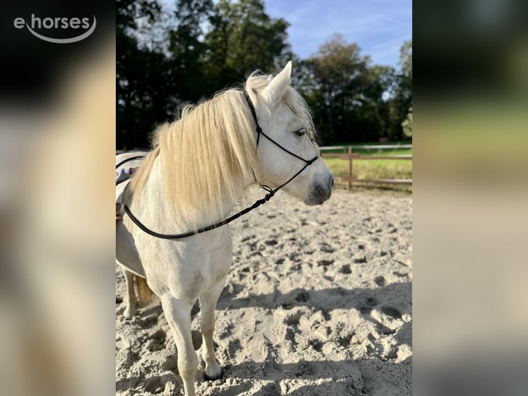 Camargue Mare 8 years 14.2 hh Grey in Ochtrup