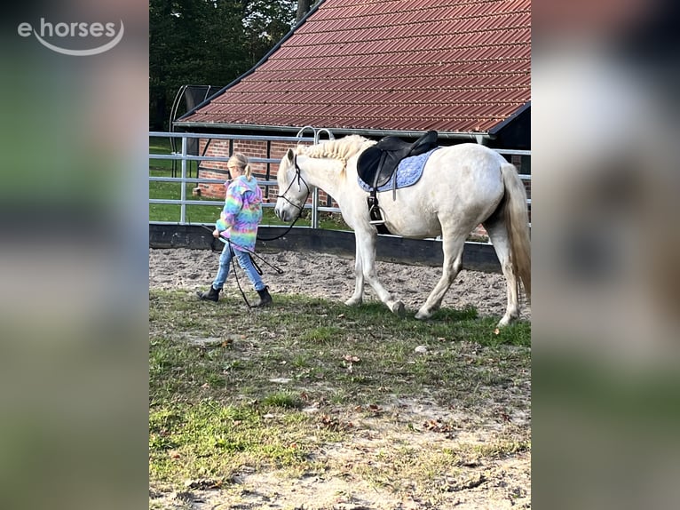 Camargue Mare 8 years 14.2 hh Grey in Ochtrup