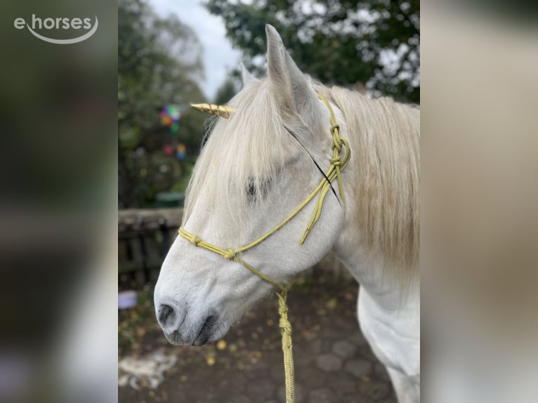 Camargue Mare 8 years 14.2 hh Grey in Ochtrup