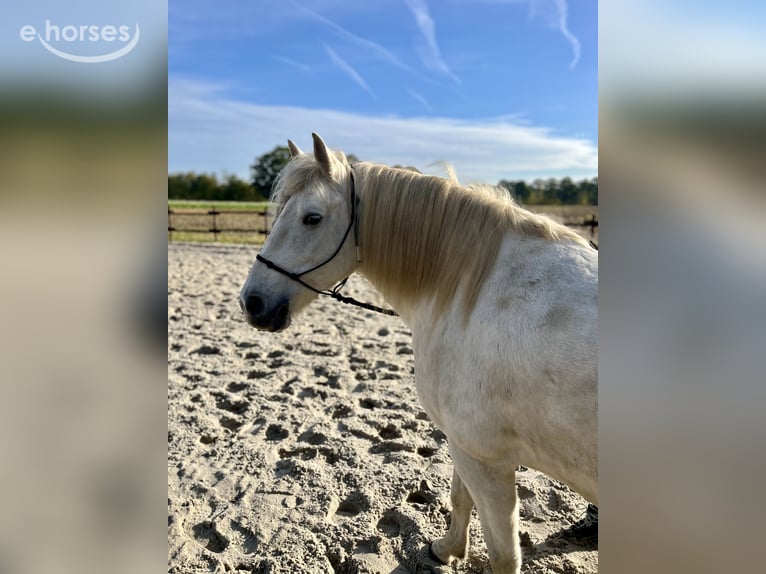 Camargue Mare 8 years 14.2 hh Grey in Ochtrup