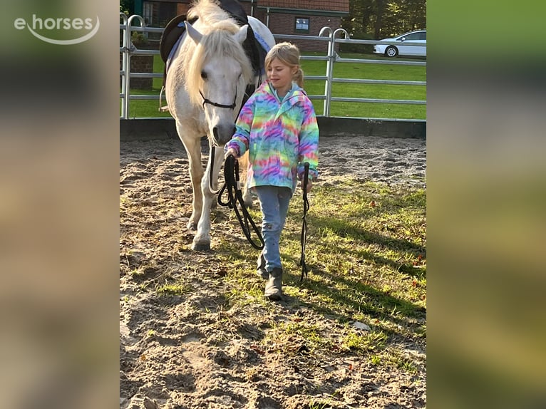 Camargue Mare 8 years 14.2 hh Grey in Ochtrup