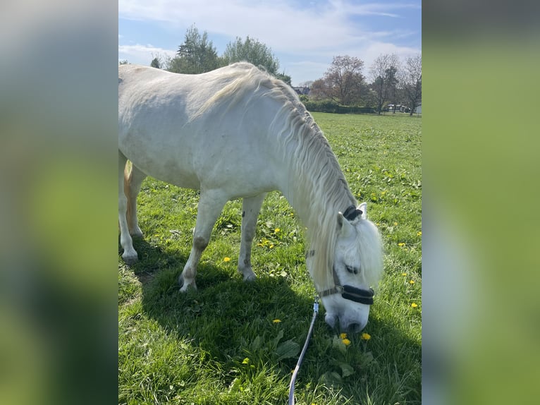 Camargue Mare 8 years 15 hh Grey in Tönisvorst