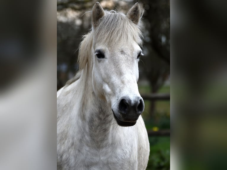 Camargue Mare 9 years 14,1 hh Gray in Straelen