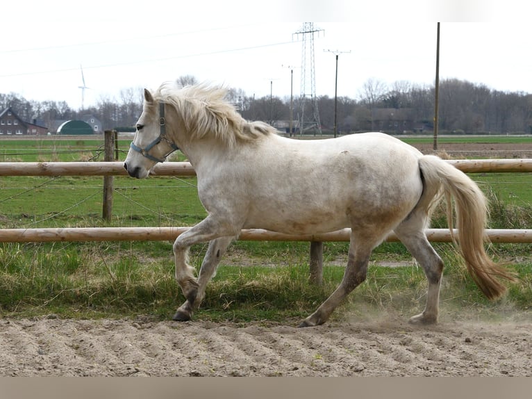 Camargue Mare 9 years 14,1 hh Gray in Straelen