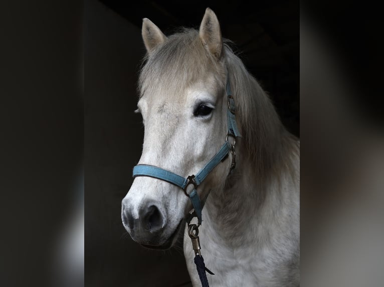 Camargue Mare 9 years 14,1 hh Gray in Straelen