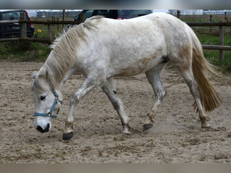 Camargue Mare 9 years 14,1 hh Gray in Straelen