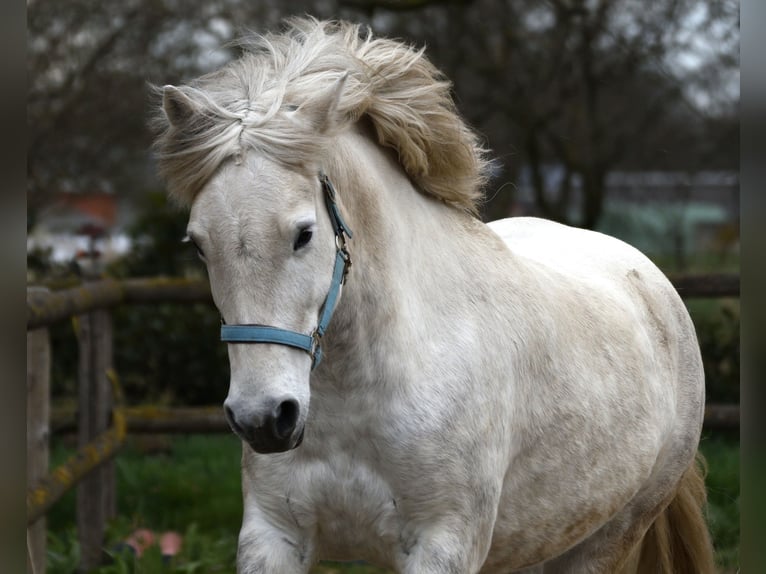 Camargue Mare 9 years 14,1 hh Gray in Straelen