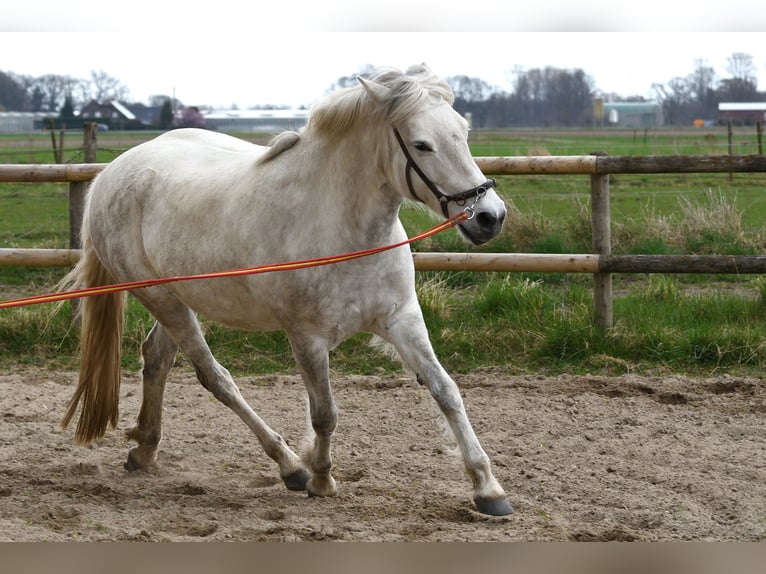 Camargue Mare 9 years 14,1 hh Gray in Straelen