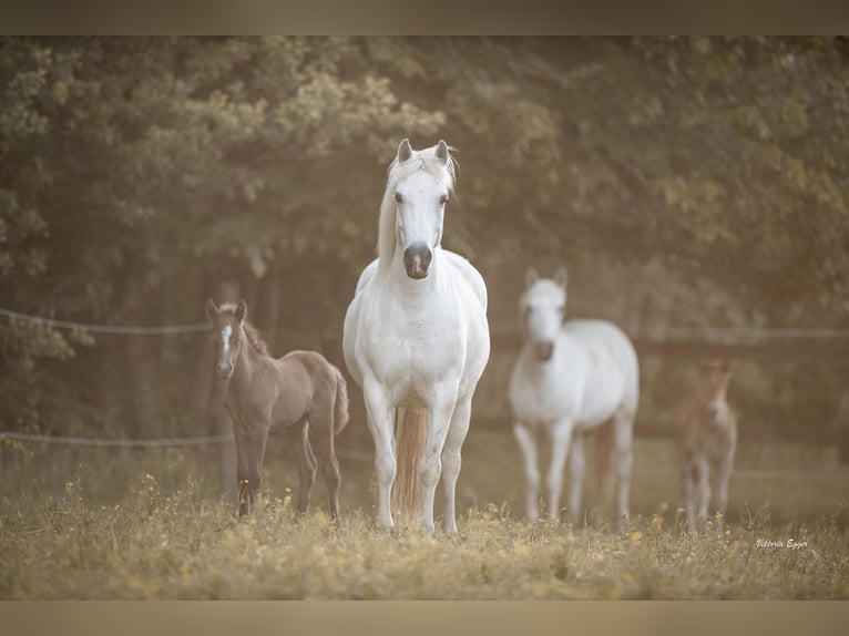 Camargue Mare Foal (05/2026) 14.1 hh Grey in Scheffau am Wilden Kaiser