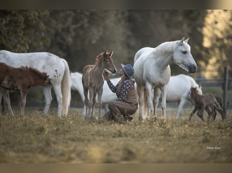 Camargue Mare Foal (05/2026) 14.1 hh Grey in Scheffau am Wilden Kaiser