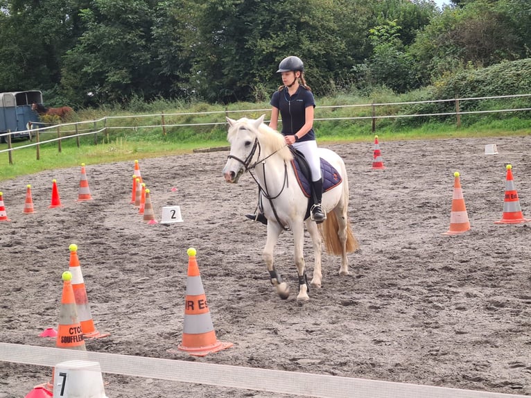 Camargue Merrie 12 Jaar 145 cm Schimmel in Niederroedern