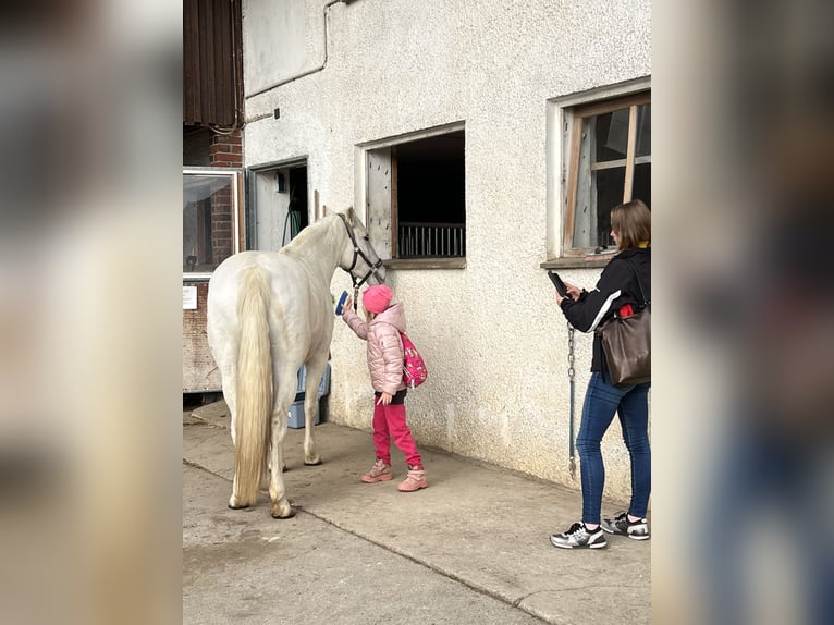 Camargue Merrie 12 Jaar 148 cm Wit in Buchenberg