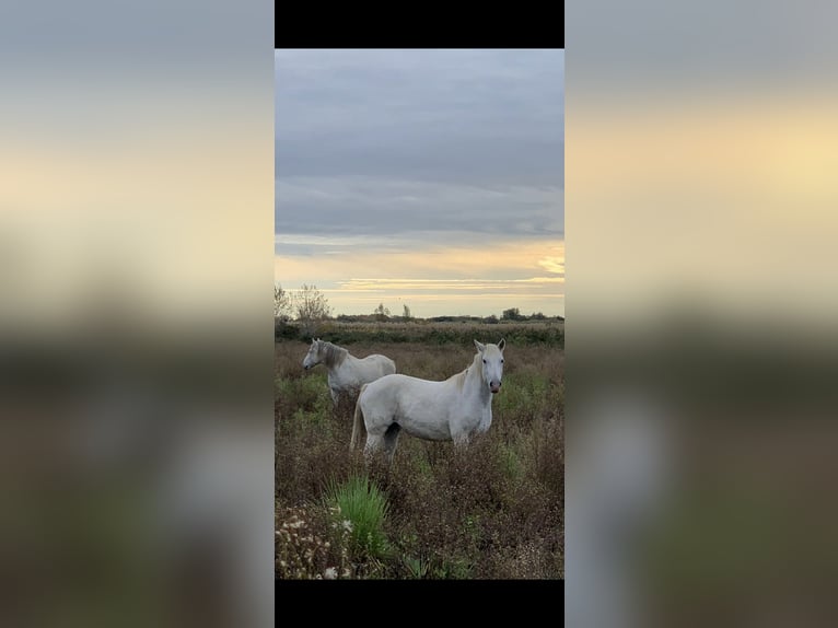 Camargue Merrie 12 Jaar 148 cm Wit in Buchenberg