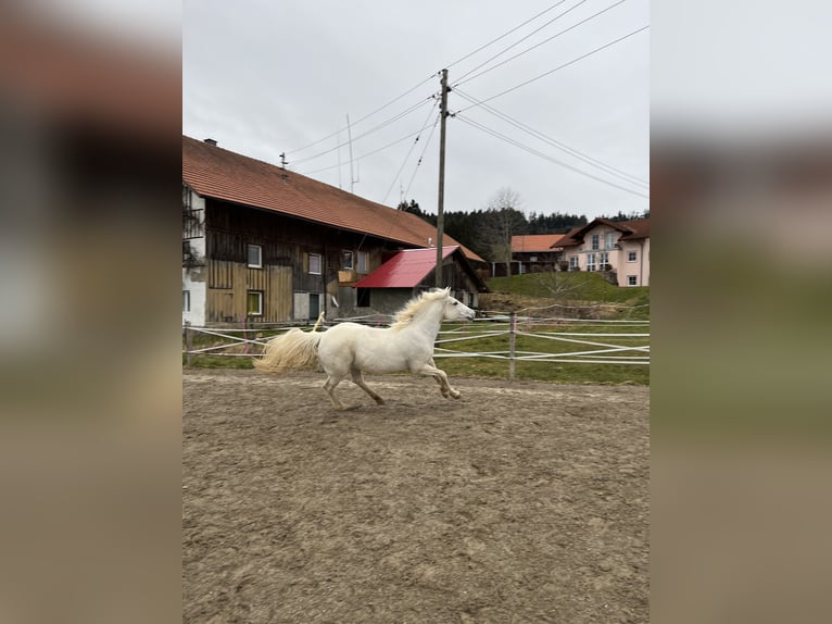 Camargue Merrie 12 Jaar 148 cm Wit in Buchenberg