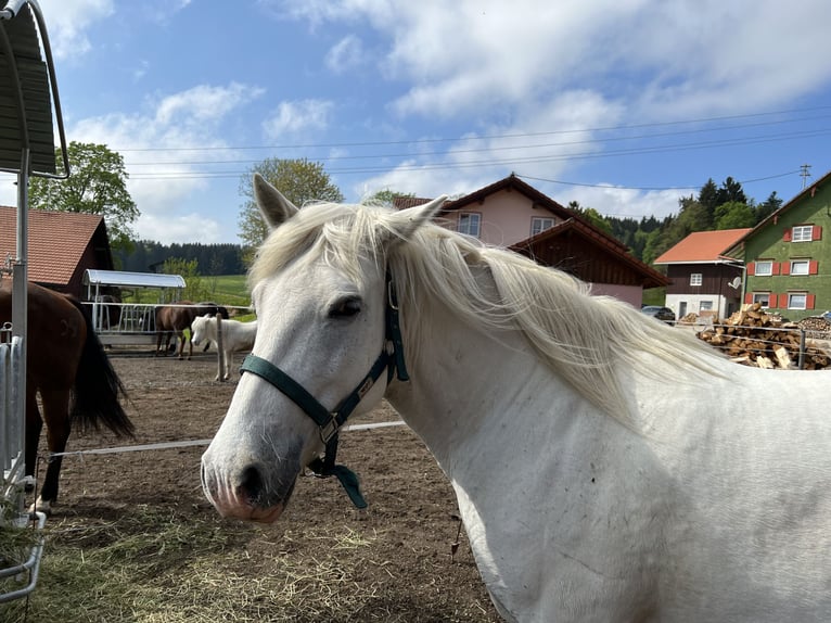 Camargue Merrie 12 Jaar 148 cm Wit in Buchenberg