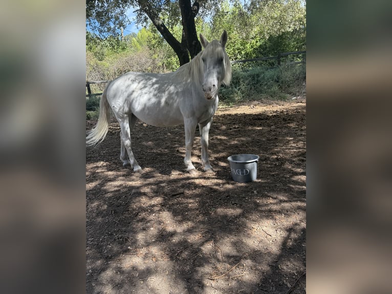 Camargue Merrie 16 Jaar 143 cm Wit in Garrigues