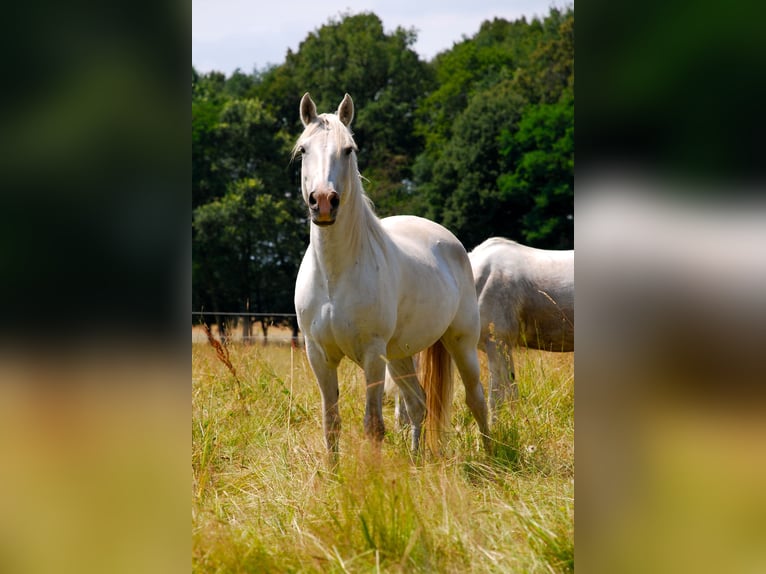 Camargue Merrie 20 Jaar 140 cm Schimmel in Altlandsberg