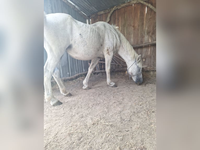 Camargue Mix Merrie 20 Jaar 155 cm Schimmel in Jonzac