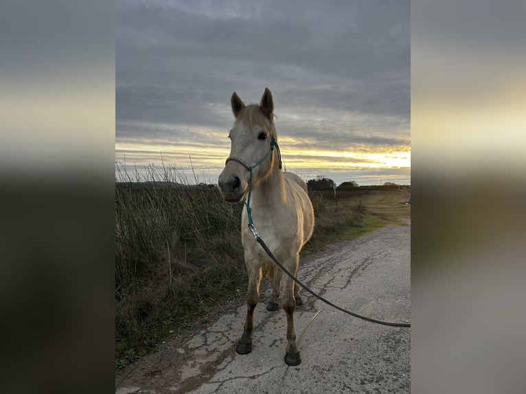 Camargue Merrie 4 Jaar 145 cm in Fabrègues