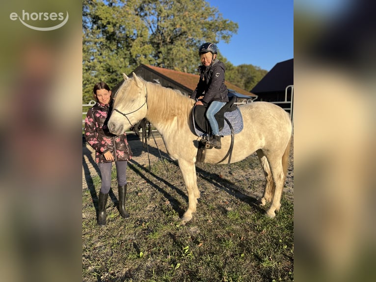 Camargue Merrie 8 Jaar 148 cm Schimmel in Ochtrup