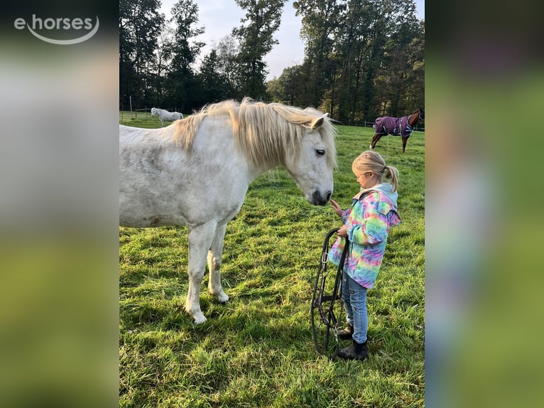 Camargue Merrie 8 Jaar 148 cm Schimmel in Ochtrup