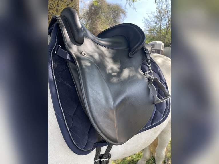 Camargue Merrie 8 Jaar 153 cm Schimmel in Tönisvorst