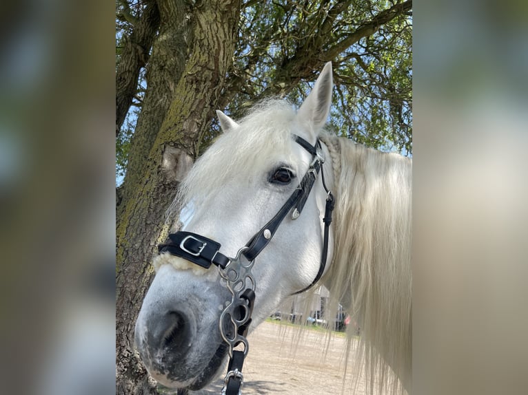 Camargue Merrie 9 Jaar 153 cm Schimmel in Tönisvorst