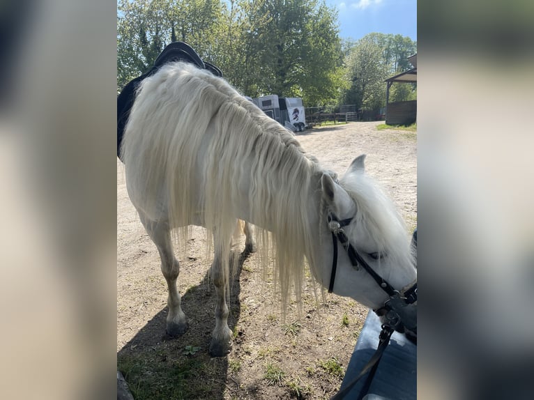 Camargue Merrie 9 Jaar 153 cm Schimmel in Tönisvorst