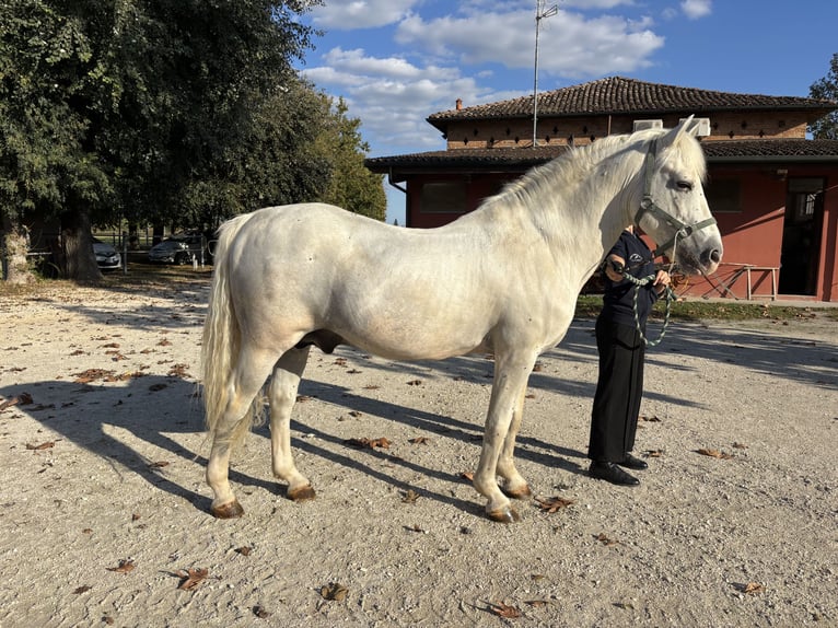 Camargue Ogier 25 lat 145 cm Siwa in Lugo