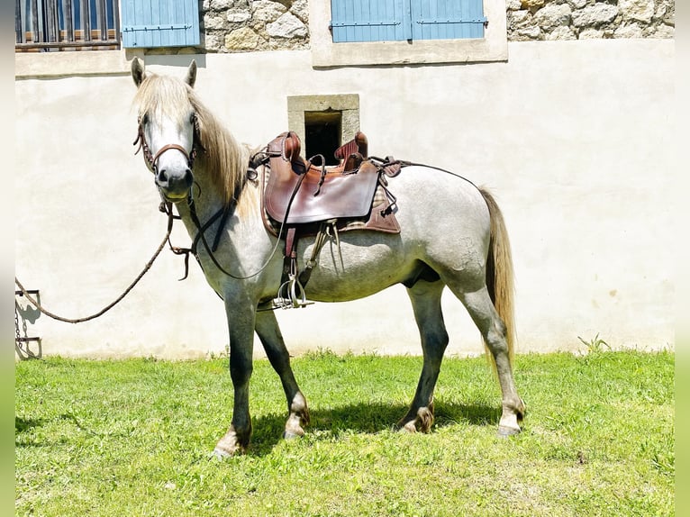 Camargue Ogier 3 lat 143 cm Siwa in Saintes-Maries-de-la-Mer