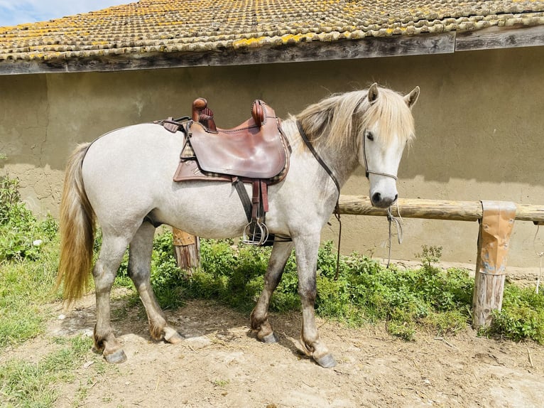 Camargue Ogier 3 lat 143 cm Siwa in Saintes-Maries-de-la-Mer