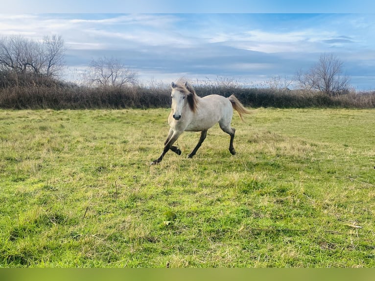 Camargue Ogier 3 lat 143 cm Siwa in Saintes-Maries-de-la-Mer