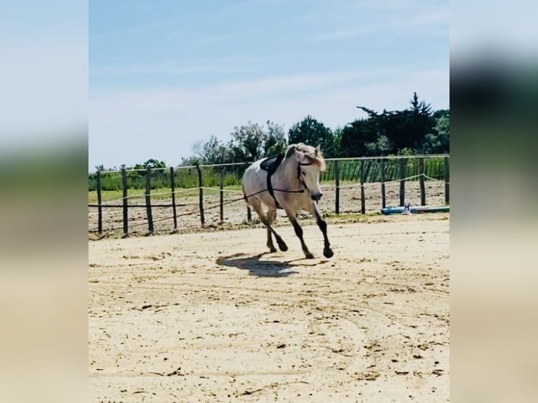 Camargue Ogier 3 lat 143 cm Siwa in Saintes-Maries-de-la-Mer