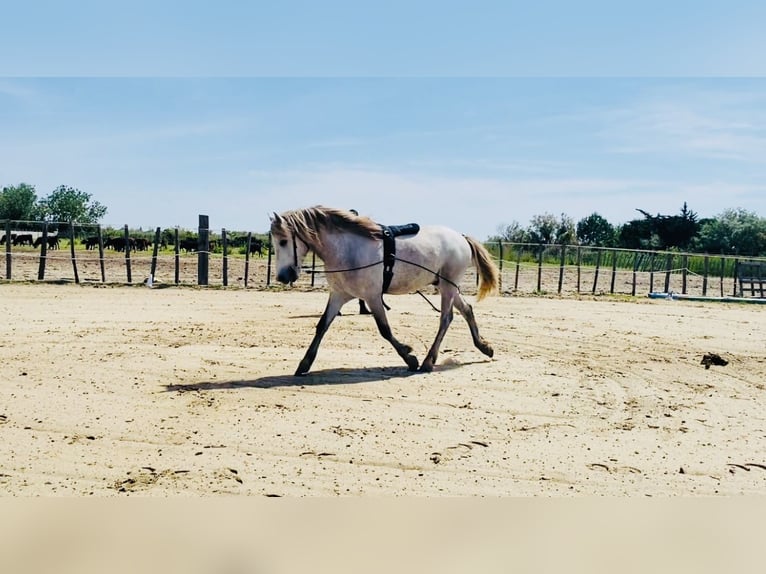 Camargue Ogier 3 lat 143 cm Siwa in Saintes-Maries-de-la-Mer