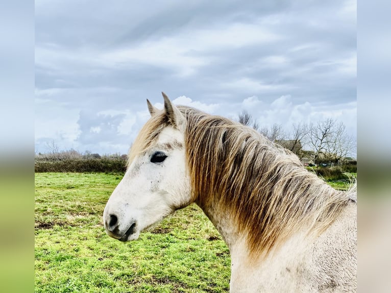 Camargue Ogier 3 lat 143 cm Siwa in Saintes-Maries-de-la-Mer