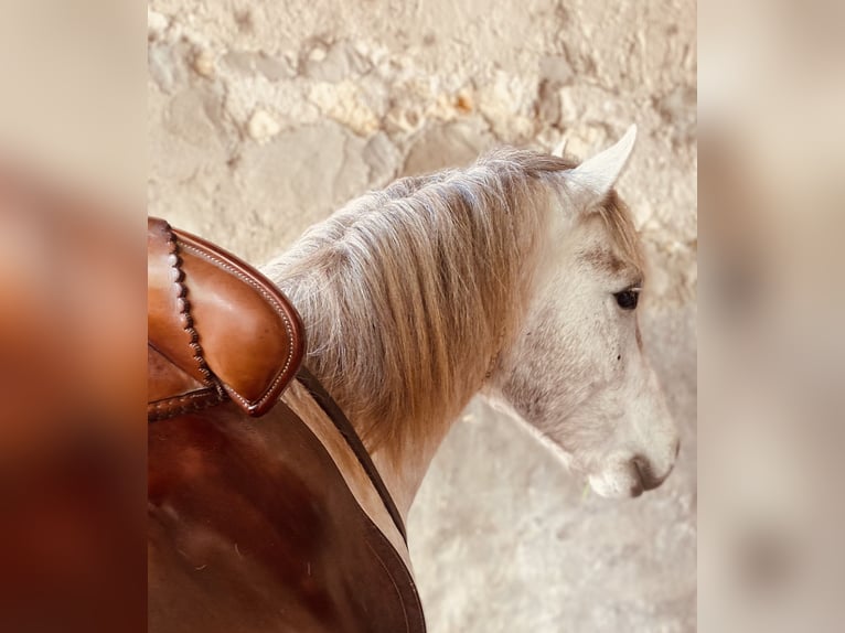 Camargue Ogier 3 lat 143 cm Siwa in Saintes-Maries-de-la-Mer