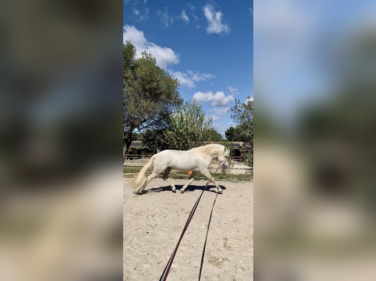 Camargue Ogier 9 lat 152 cm Siwa in Avignon