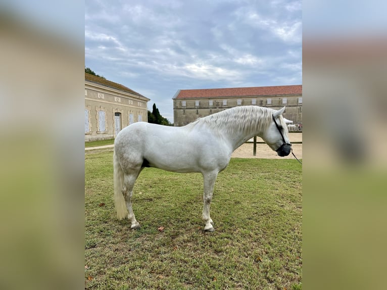 Camargue Ogier 9 lat 152 cm Siwa in Avignon