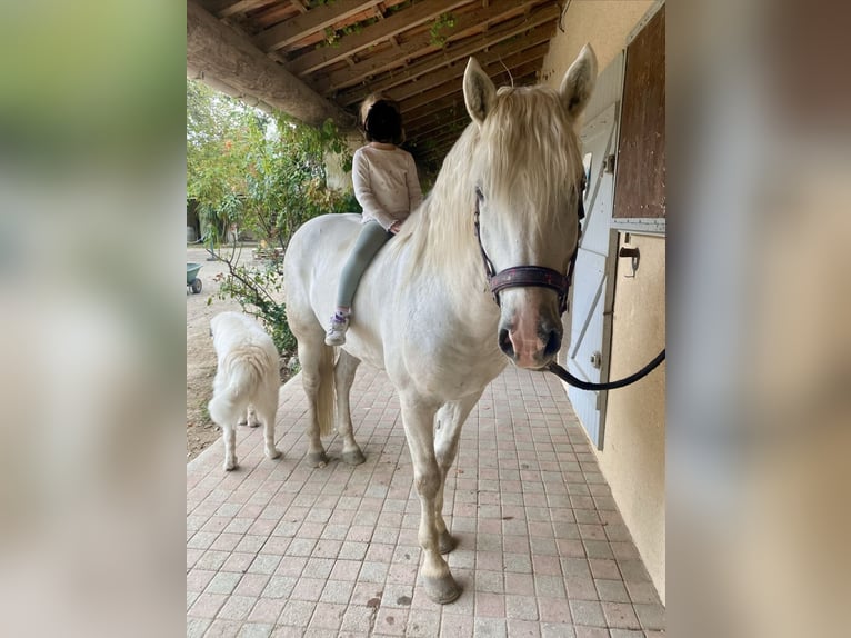 Camargue Ogier 9 lat 152 cm Siwa in Avignon