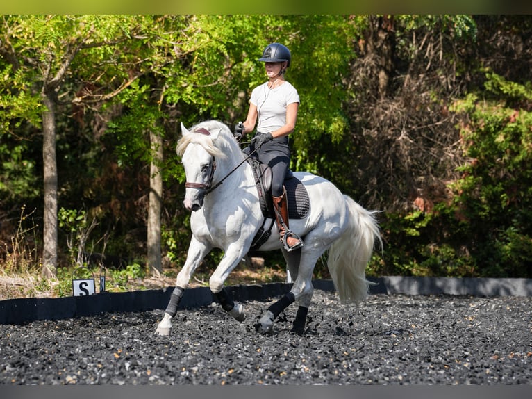 Camargue Ogier 9 lat 152 cm Siwa in Avignon
