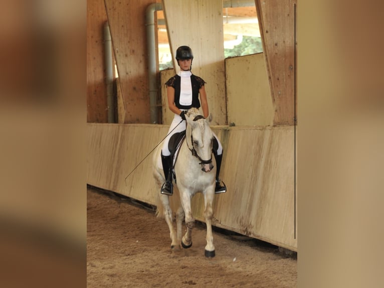 Camargue Ogier 9 lat 152 cm Siwa in Avignon