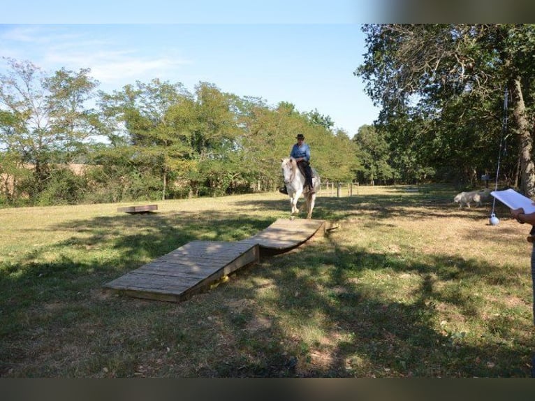 Camargue Ruin 11 Jaar 143 cm Schimmel in Zerf
