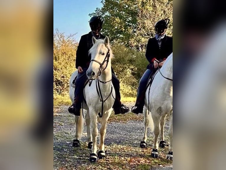 Camargue Ruin 11 Jaar 150 cm Schimmel in Mudau