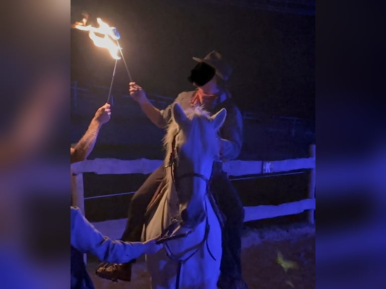 Camargue Ruin 11 Jaar 150 cm Schimmel in Mudau