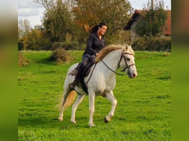 Camargue Ruin 12 Jaar 142 cm Schimmel in Saint-Jean-sur-Reyssouze