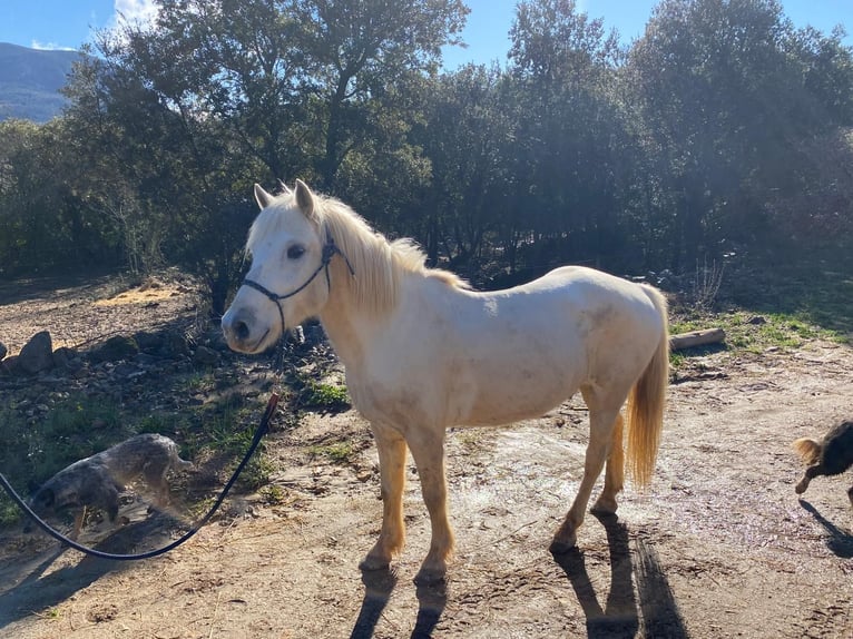 Camargue Ruin 12 Jaar 143 cm in Laroque-de-Fa